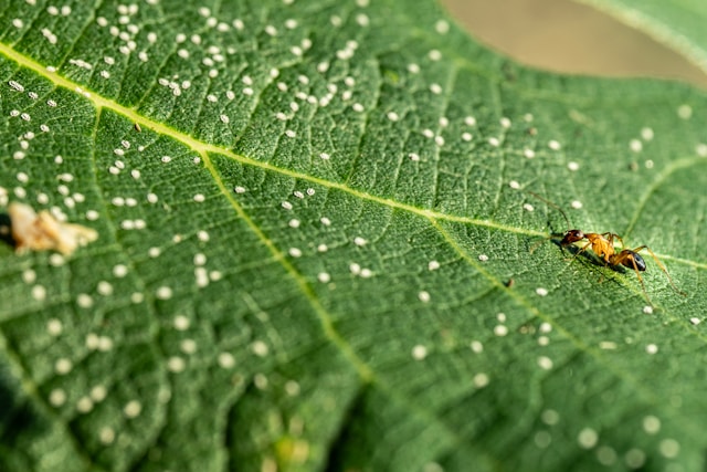Insecticides