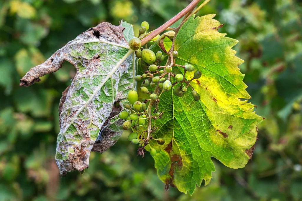 Fungicides