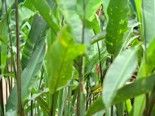 Herbicides