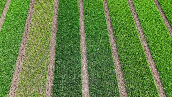 Higher Yields