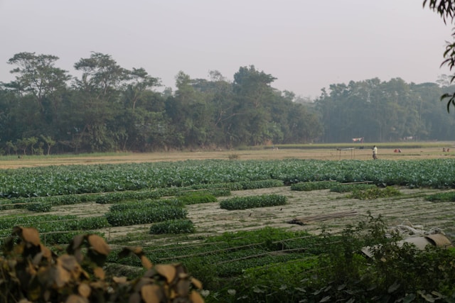 Pesticides