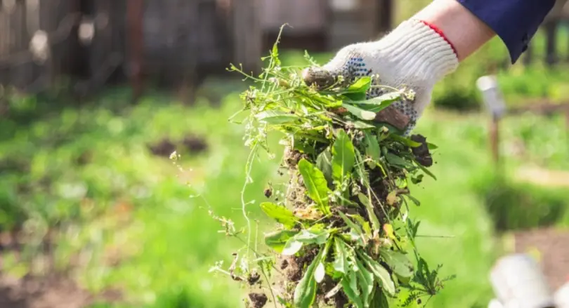 Crop Protection
